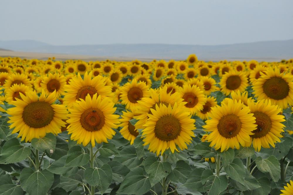 Kars’ta tarlalar ayçiçeği açtı