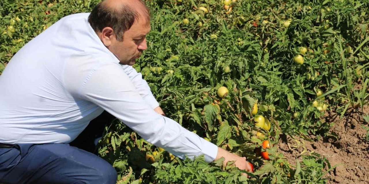 Erzincan’da sanayi tipi domates yetiştiriciliği gelişiyor