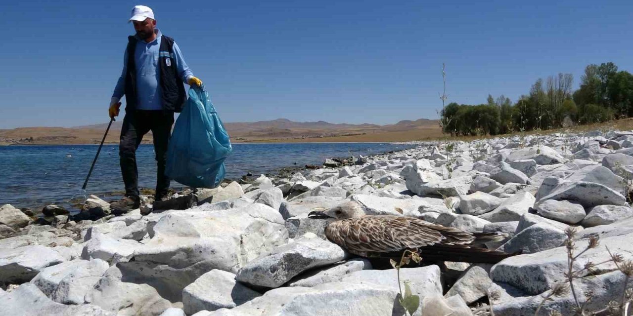 Van Gölü’ndeki martı ölümleri belediyeleri harekete geçirdi