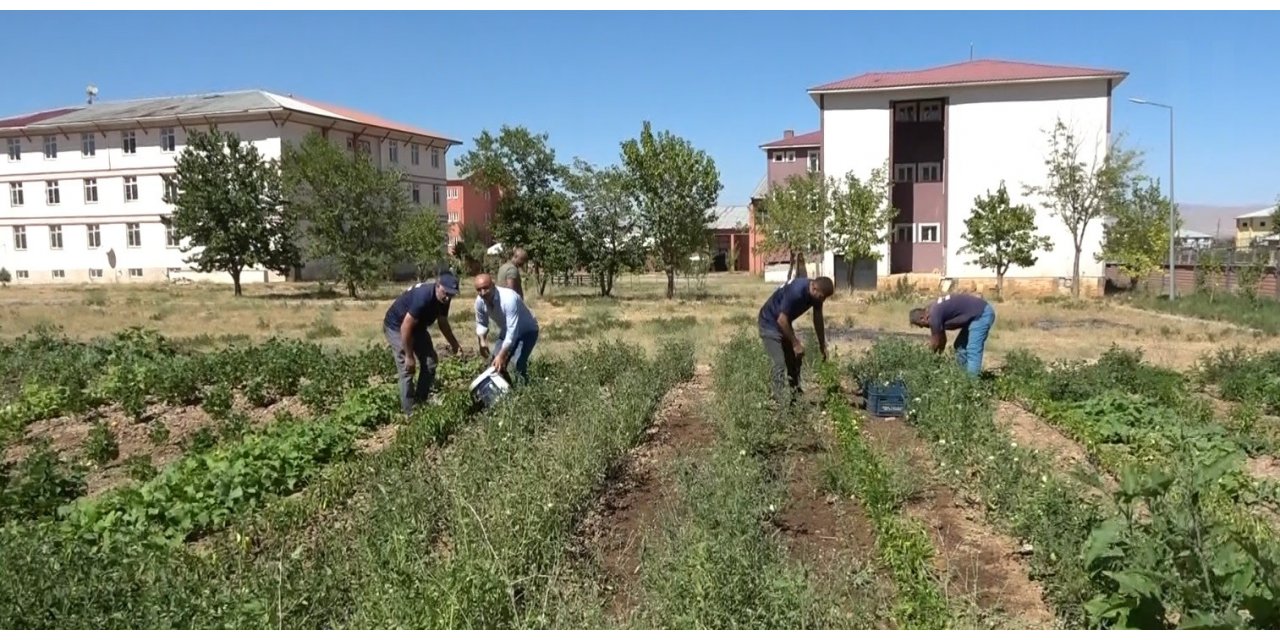 Öğrenciler, atıl durumdaki alanı tarıma kazandırdı