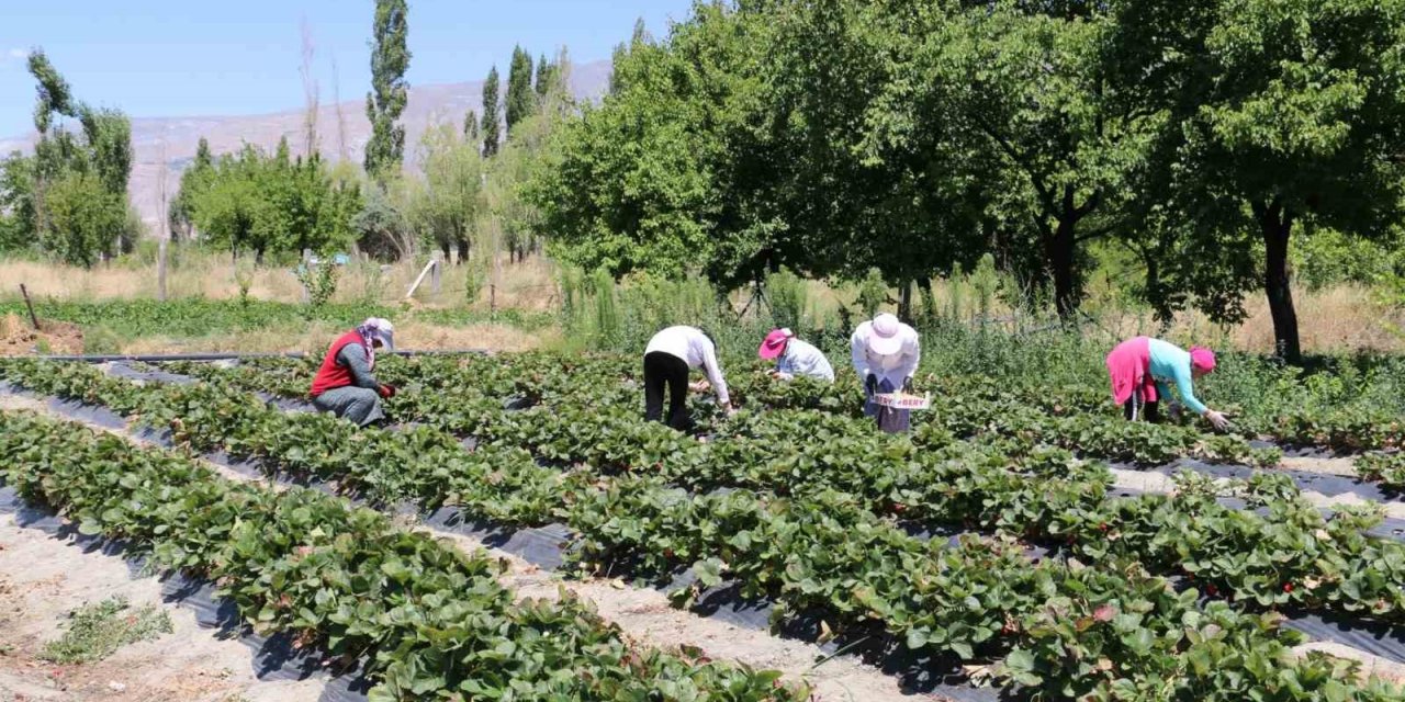 Erzincan’da çilek hasadı