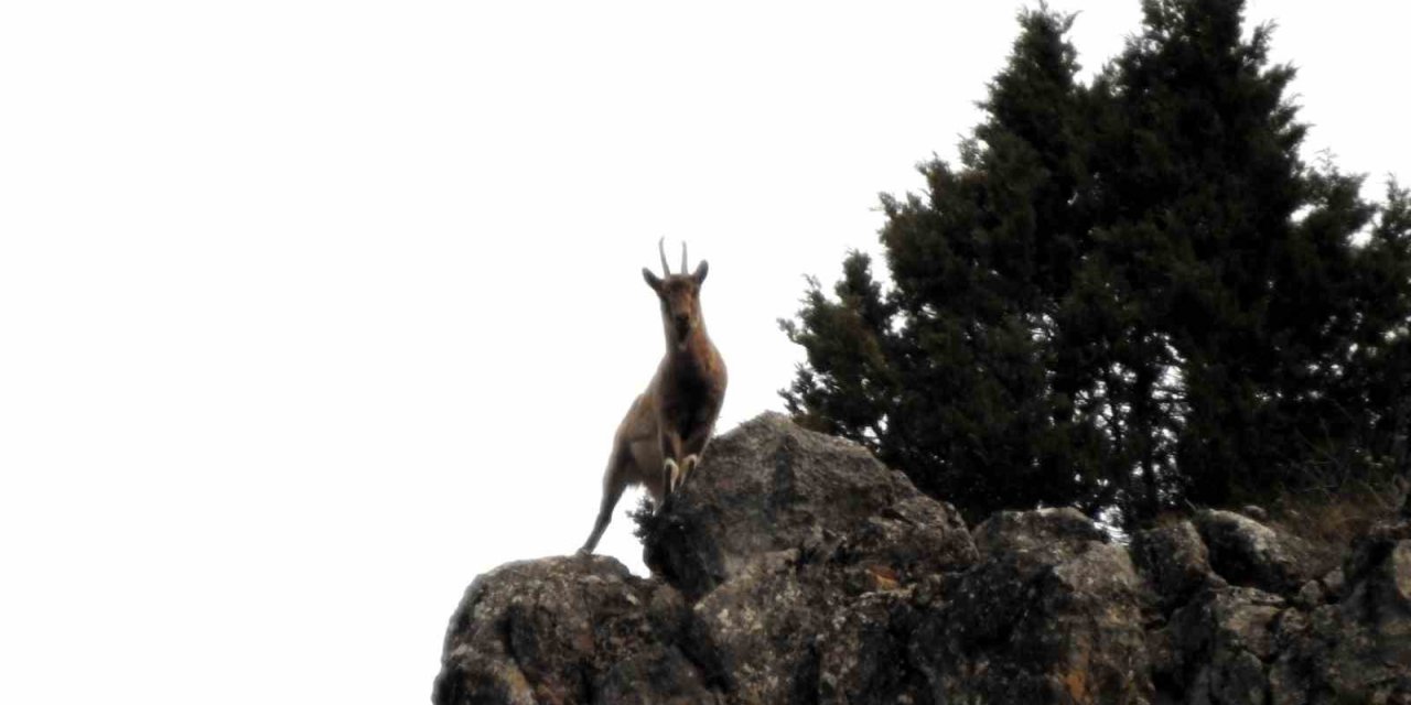 Munzur Dağlarında yaban keçileri görüntülendi