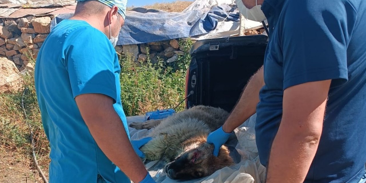 Belediye ekipleri yaralı çoban köpeği için harekete geçti