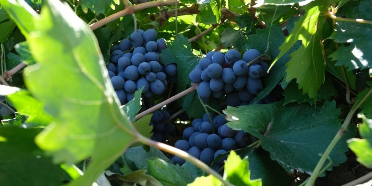 Cimin Üzümünün faydaları saymakla bitmiyor