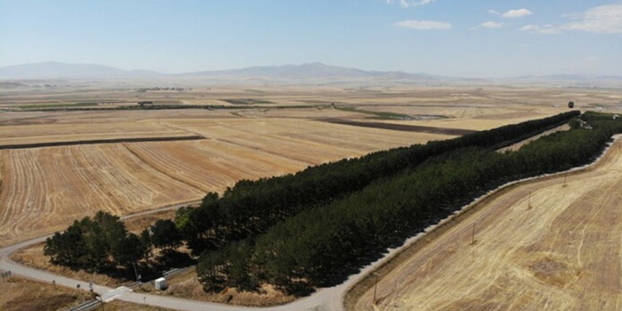 Kars’ta tren istasyonundaki çam ağaçları kuruyor