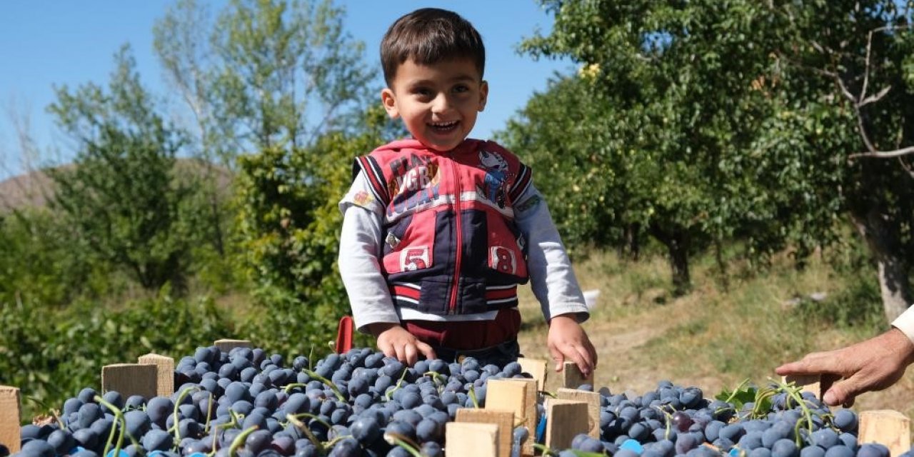 Tescilli Cimin üzümü tezgahtaki yerini almaya başladı