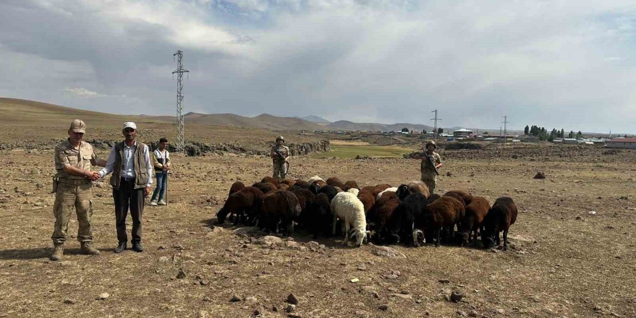 Büyükbaş hayvan hırsızları Jandarmadan kaçamadı