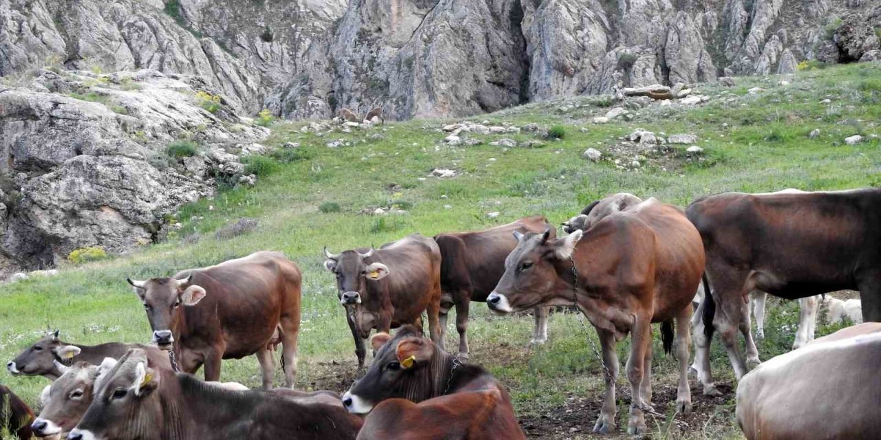 Dağ keçileriyle inek sürüsü bir arada