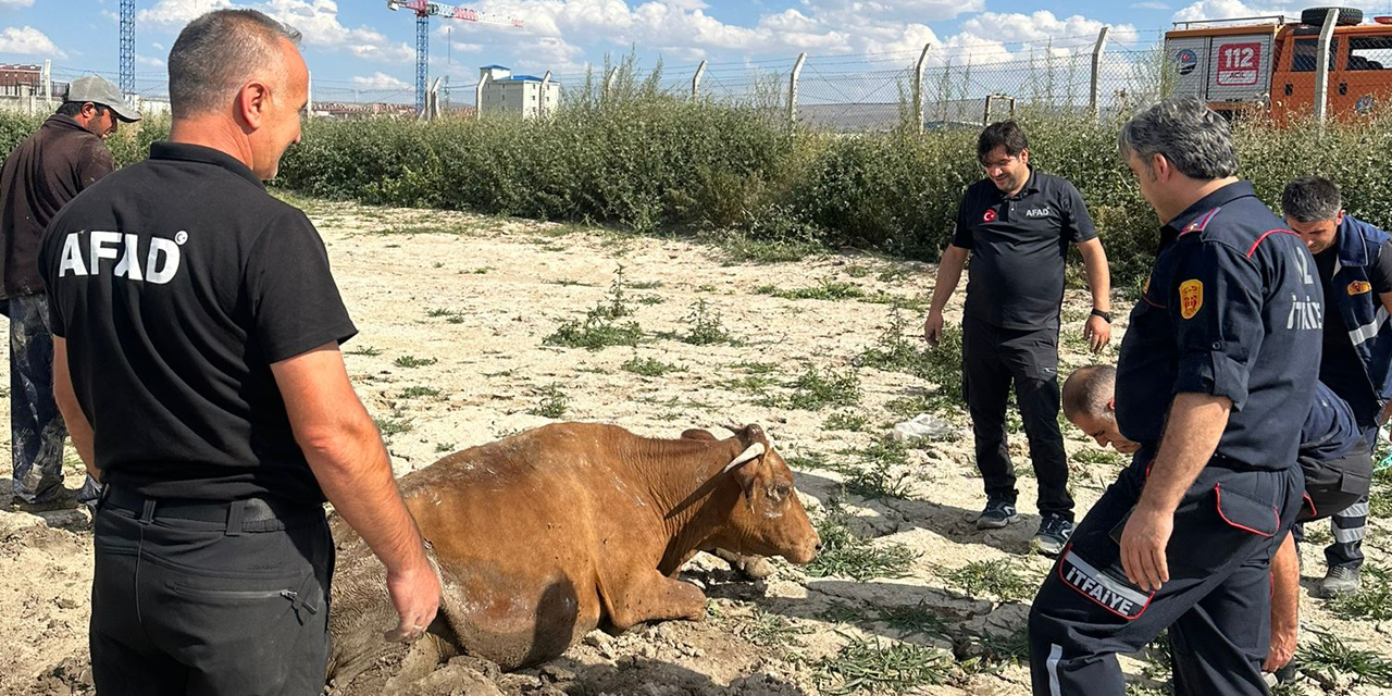 Su göletine düşen büyükbaş hayvan kurtarıldı