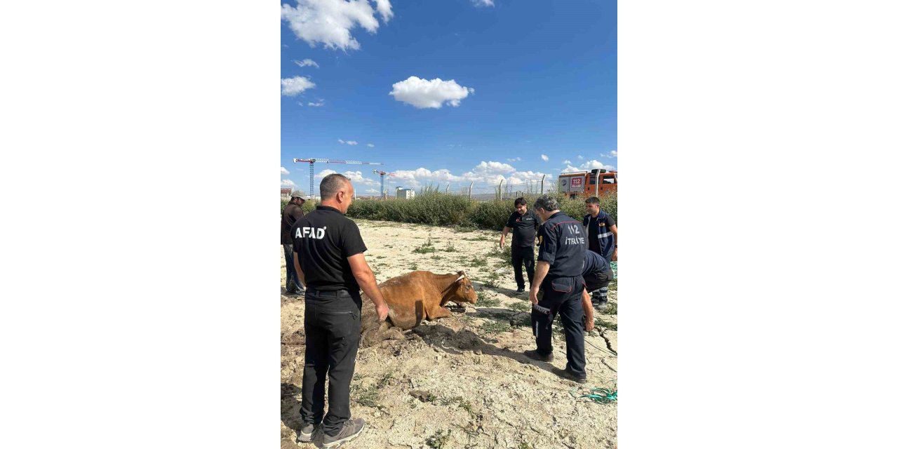 Kars’ta su göletine düşen büyükbaş hayvan kurtarıldı