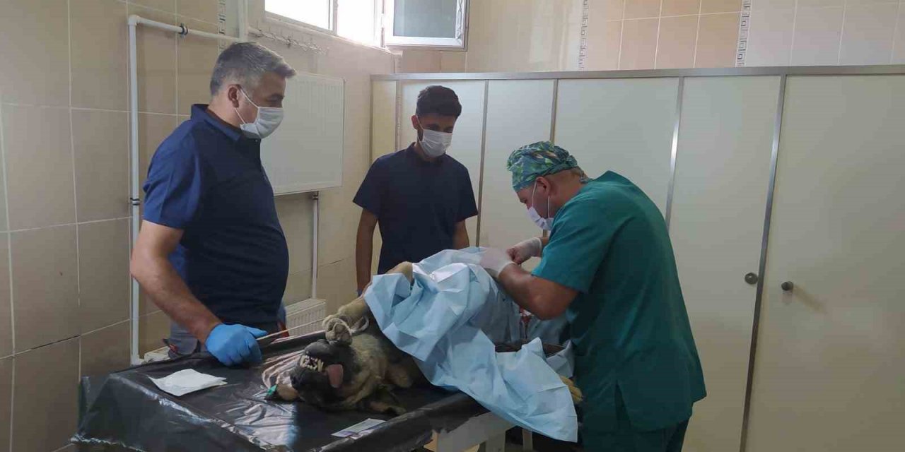 Hakkari’deki can dostlara kuduz aşısı yapıldı