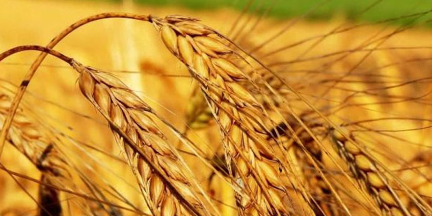 Tarım- ÜFE Eylül ayında yüzde 3,68 arttı 