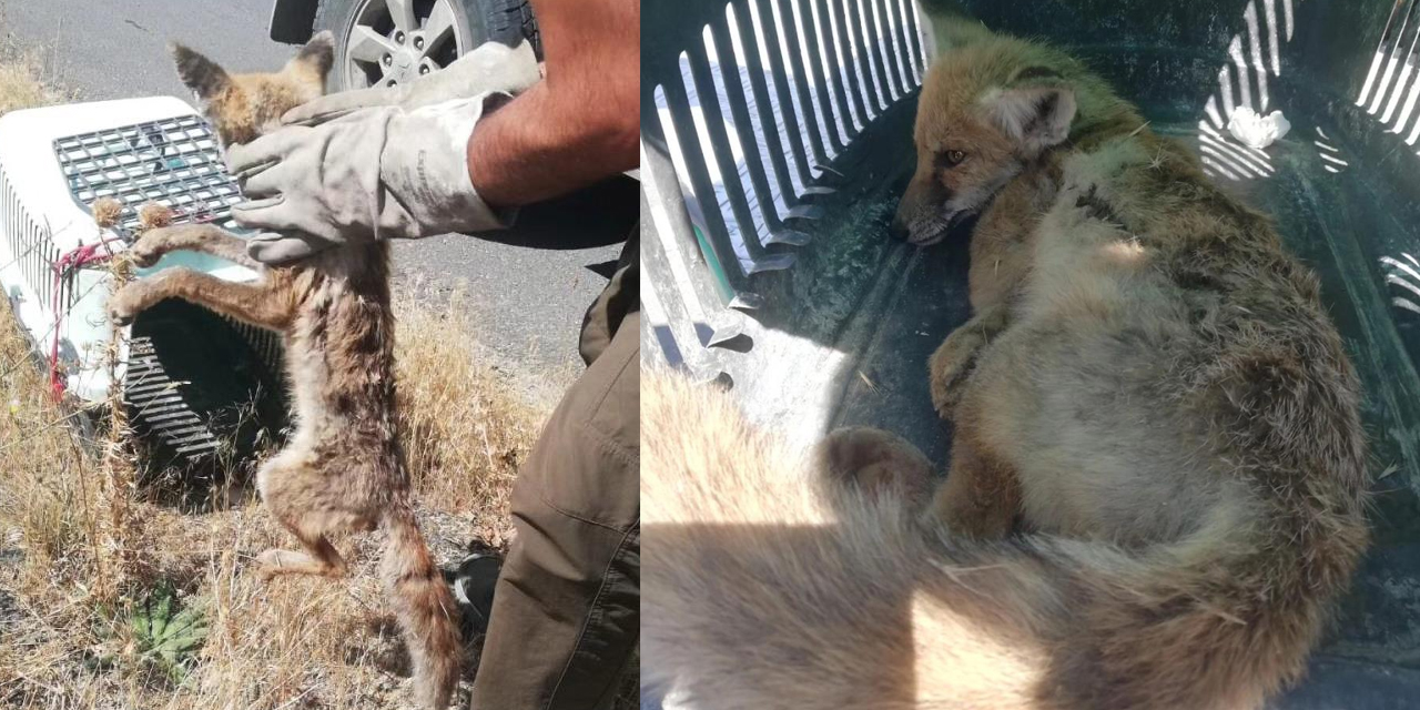 Yaralı tilki Kars’ta tedavi altına alındı