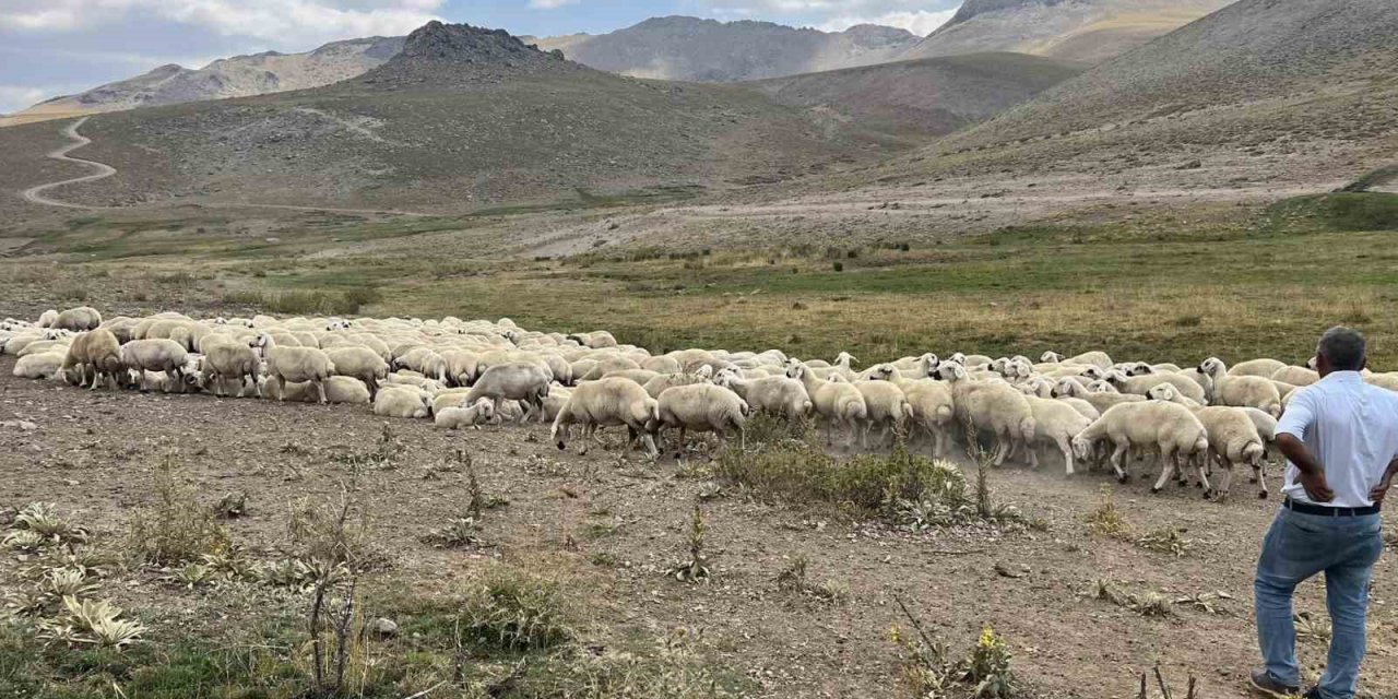 Malatya’da 25 bin TL’ye çoban bulunamıyor