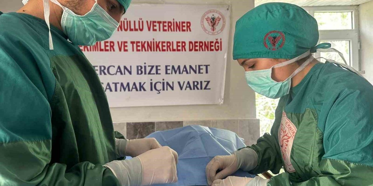 Hozat’ta Sokak hayvanları için çalışma başlatıldı