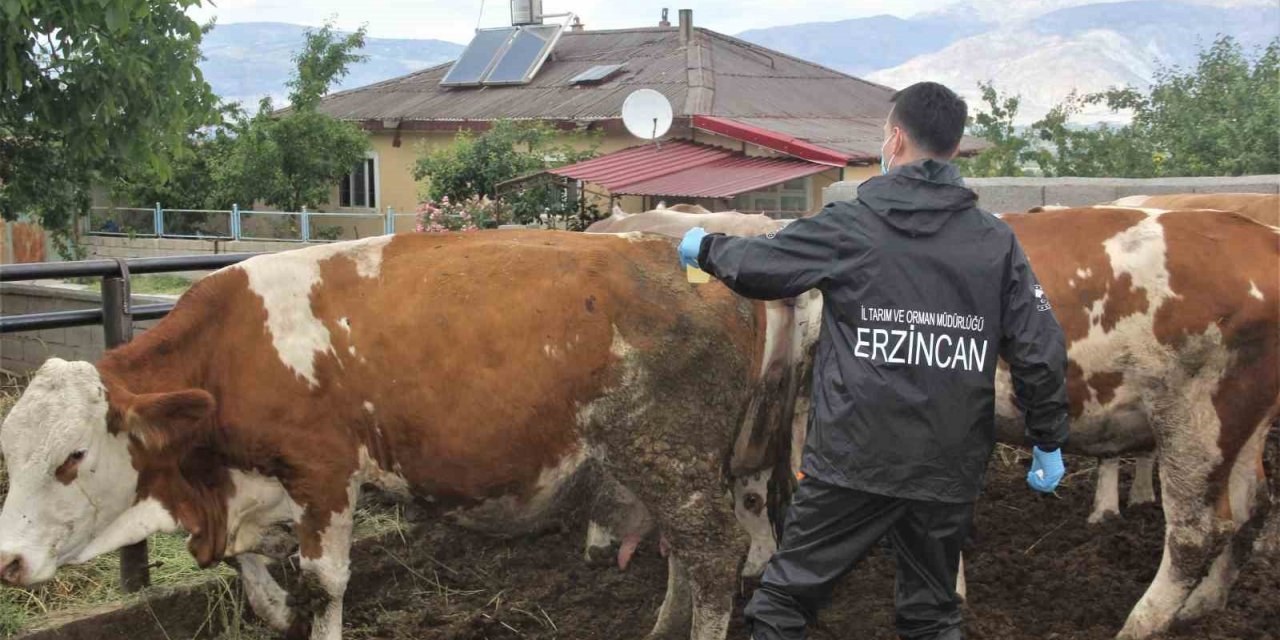 Erzincan’da şap aşılama programı başlatıldı