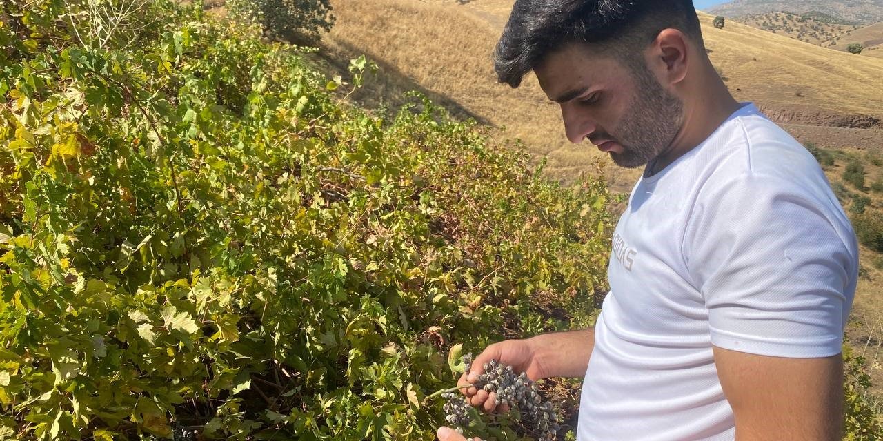 Derecik’te külleme hastalığı, üzüm verimini olumsuz etkiledi