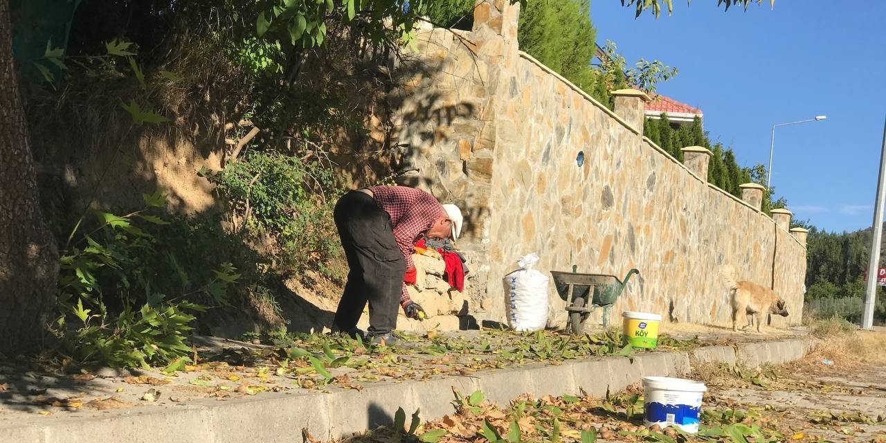 Erzincan’da köylülerin zorlu ceviz hasadı başladı