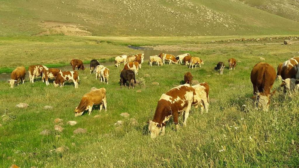 Emekli imamın tosunlarını çaldılar