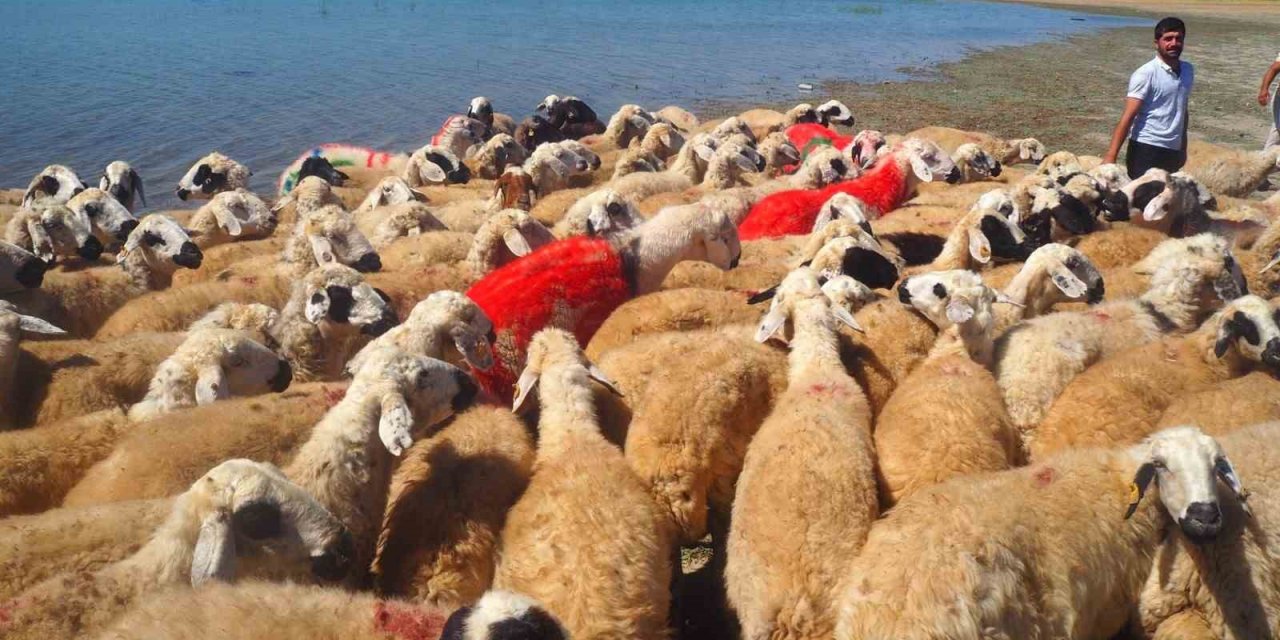 Malatya’da koç katımı şenliği düzenlendi