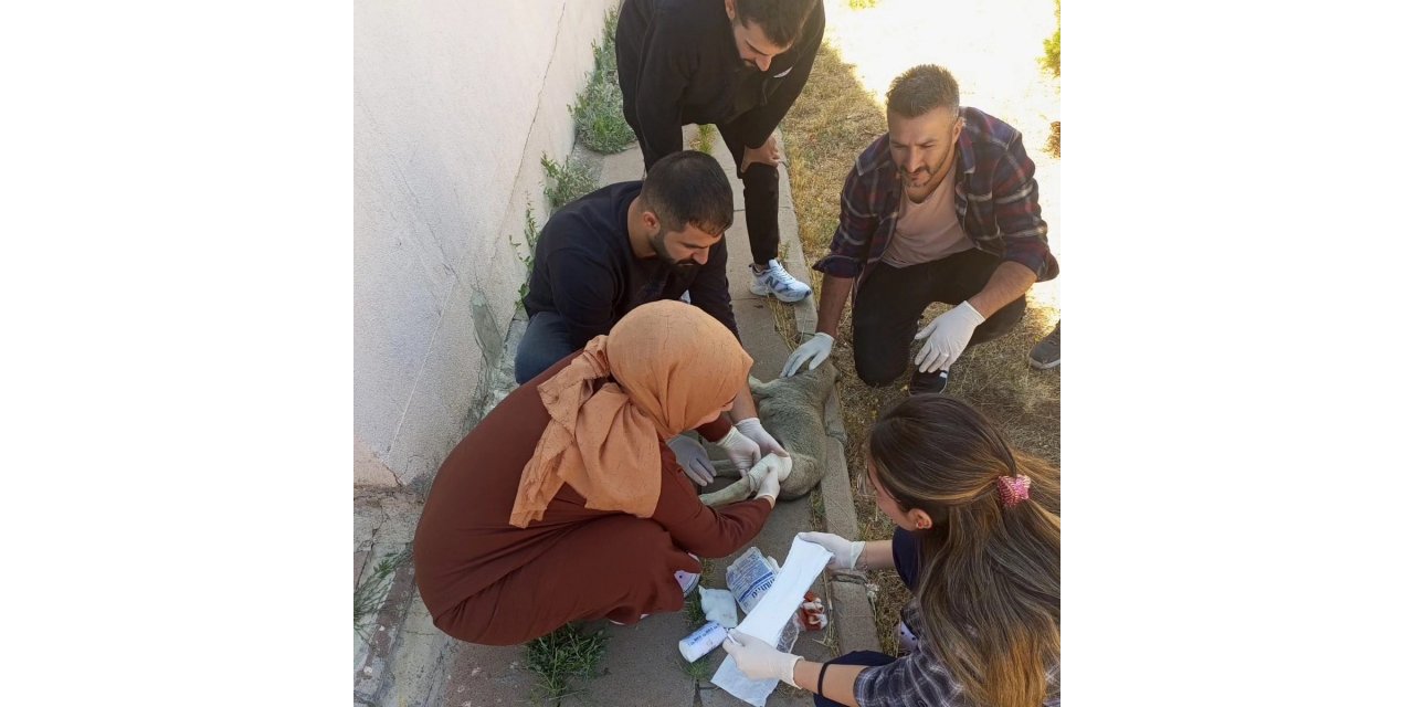 Yavru köpeği tedavi eden sağlık çalışanlarına başarı belgesi verildi