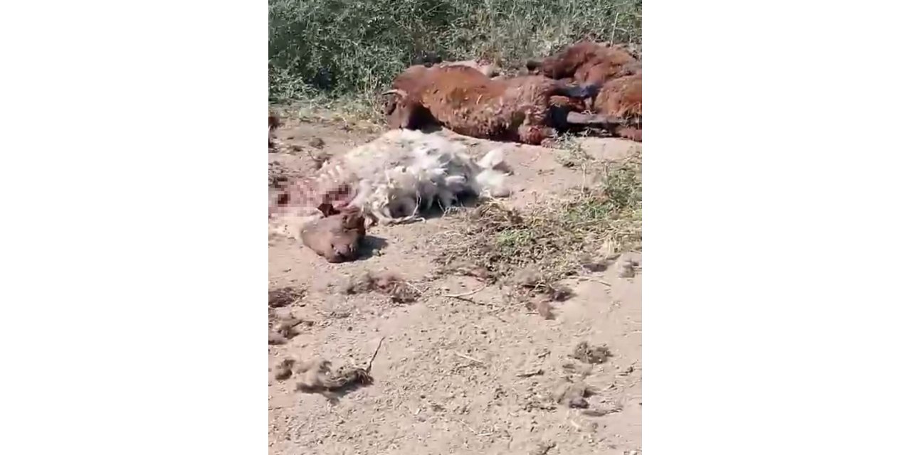 Iğdır’da yol kenarında küçükbaş hayvan ölüleri bulundu