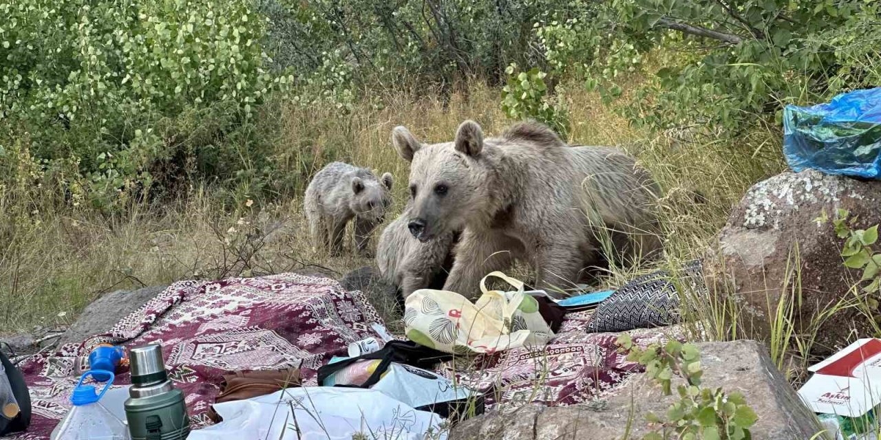 Nemrut’ta ayılar piknikçilerin sofrasına oturdu