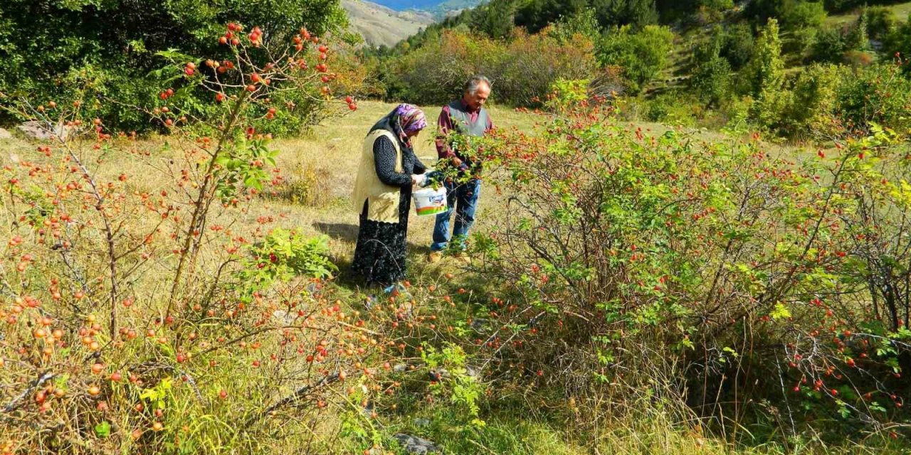 Posof’ta kış hazırlıkları