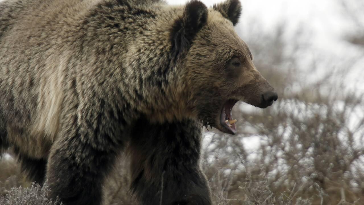 Tunceli’de aç kalan ayılar, hayvanlara zarar vermeye başladı