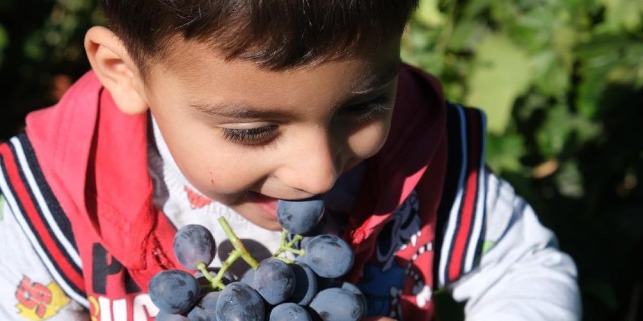 Tescilli Cimin üzümü hasadı sürüyor