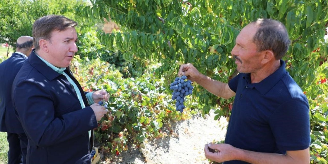 Vali Aydoğdu, üzüm hasadına katıldı