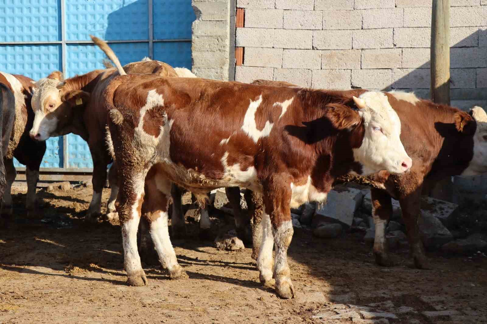 Ay-yıldızlı Çınar Tosun sahibinin gözdesi