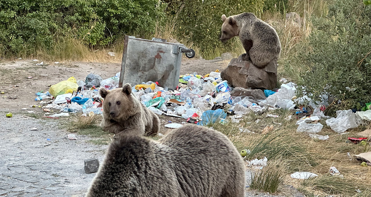 Ayıların saldırganlıklarına aldırış etmeden, onları görüntülemeye çalıştılar