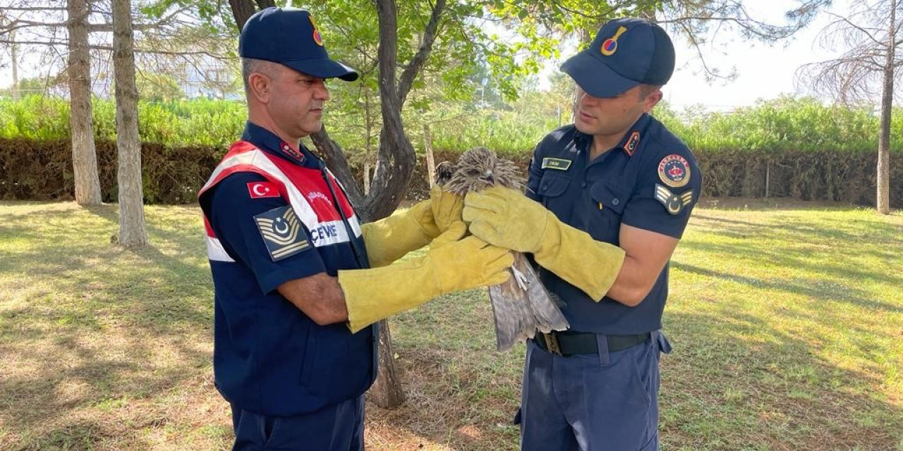 Yaralı bulunan Şahin koruma altına alındı