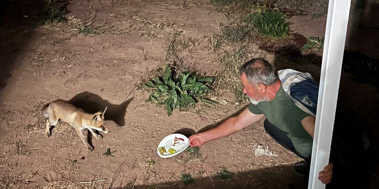 Davetsiz misafir yavru tilki, piknikçilerin sofrasına ortak oluyor