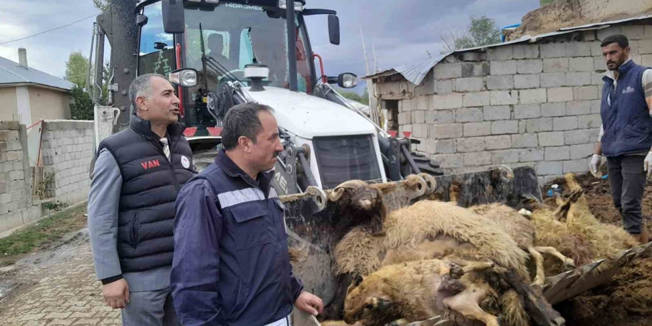Ahıra girdiğinde 130 koyunu telef olmuş halde buldu