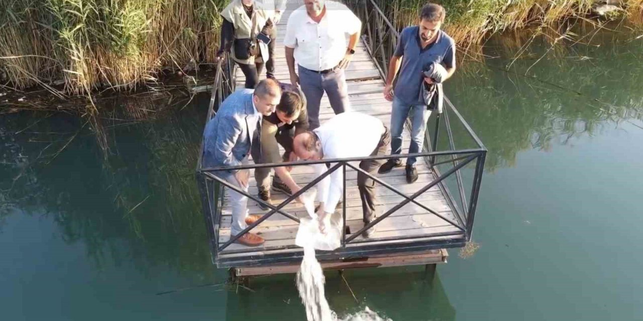 Erzincan’da 902 bin sazan balığı yavrusu suyla buluşturuldu