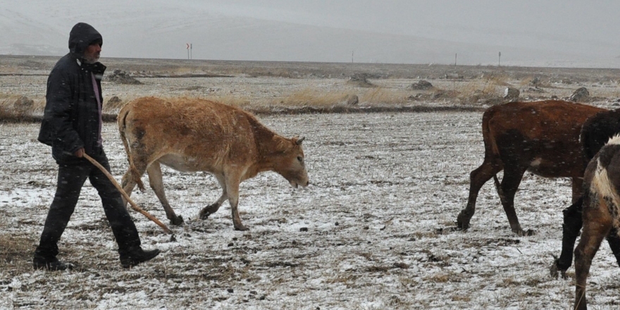Kars’ta kar ve tipiye yakalanan çobanlar zor anlar yaşadı