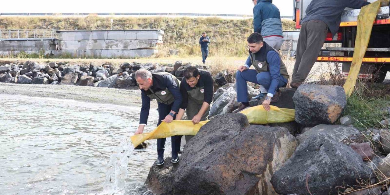 Kars’ta göllere 520 bin sazan yavrusu bırakıldı