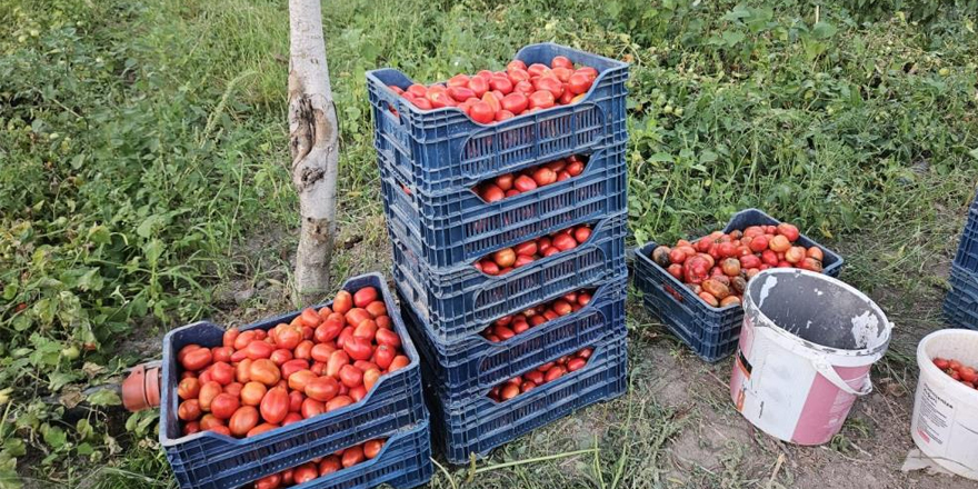 Domates üreticisi düşük fiyatlar nedeniyle dertli