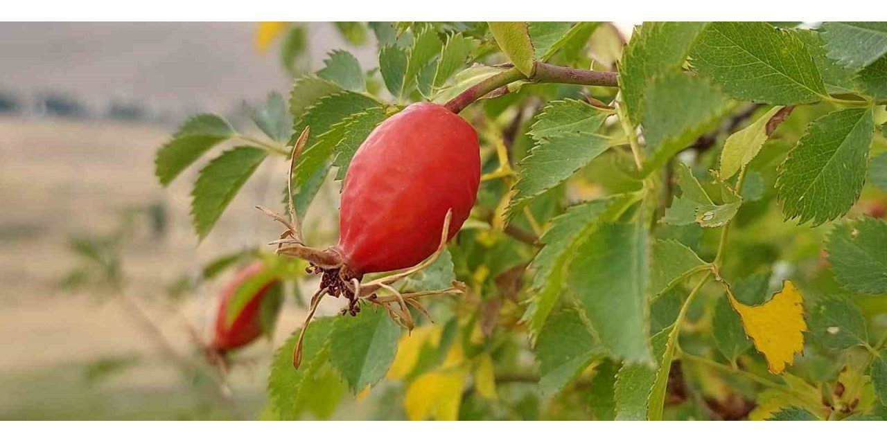 Şifa deposu kuşburnunda kış hazırlığı