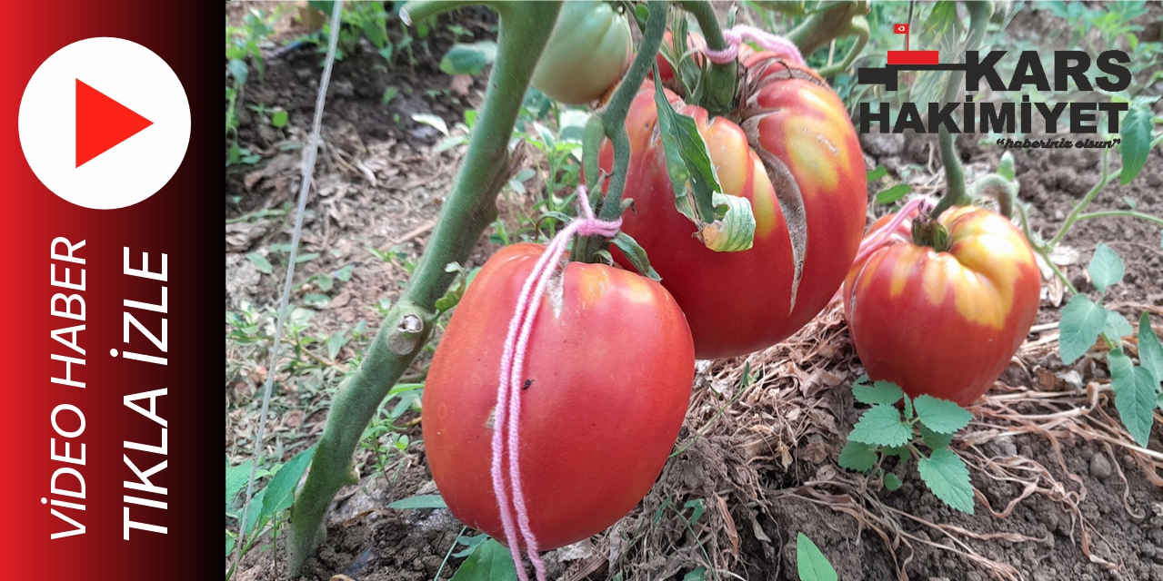 Bu Domates Tam 1 kilo 712 gram