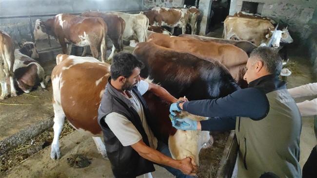 Doğu Anadolu’ya Canlı Hayvan Sevk Kontrol Noktası kuruldu