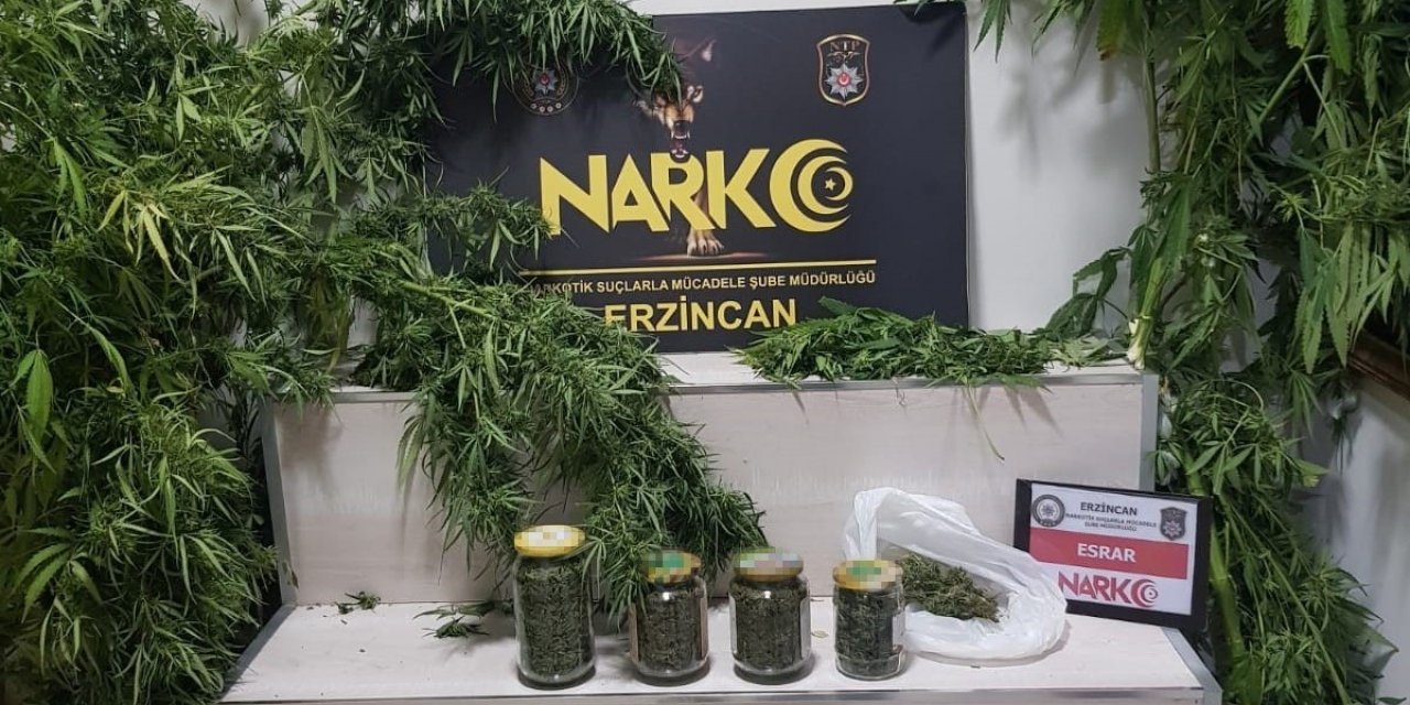 Erzincan’da 642.49 gram esrar ve 3 kök kenevir ele geçirildi