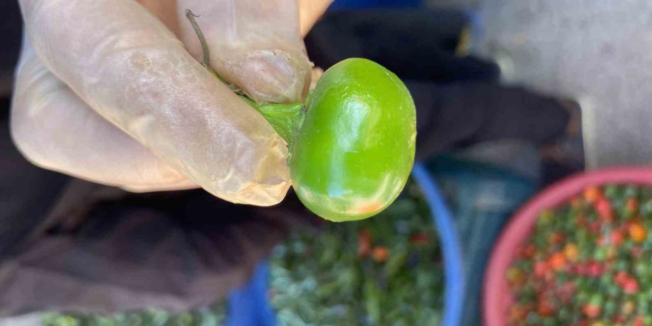 Domates görünümlü biberler ilgi odağı oldu