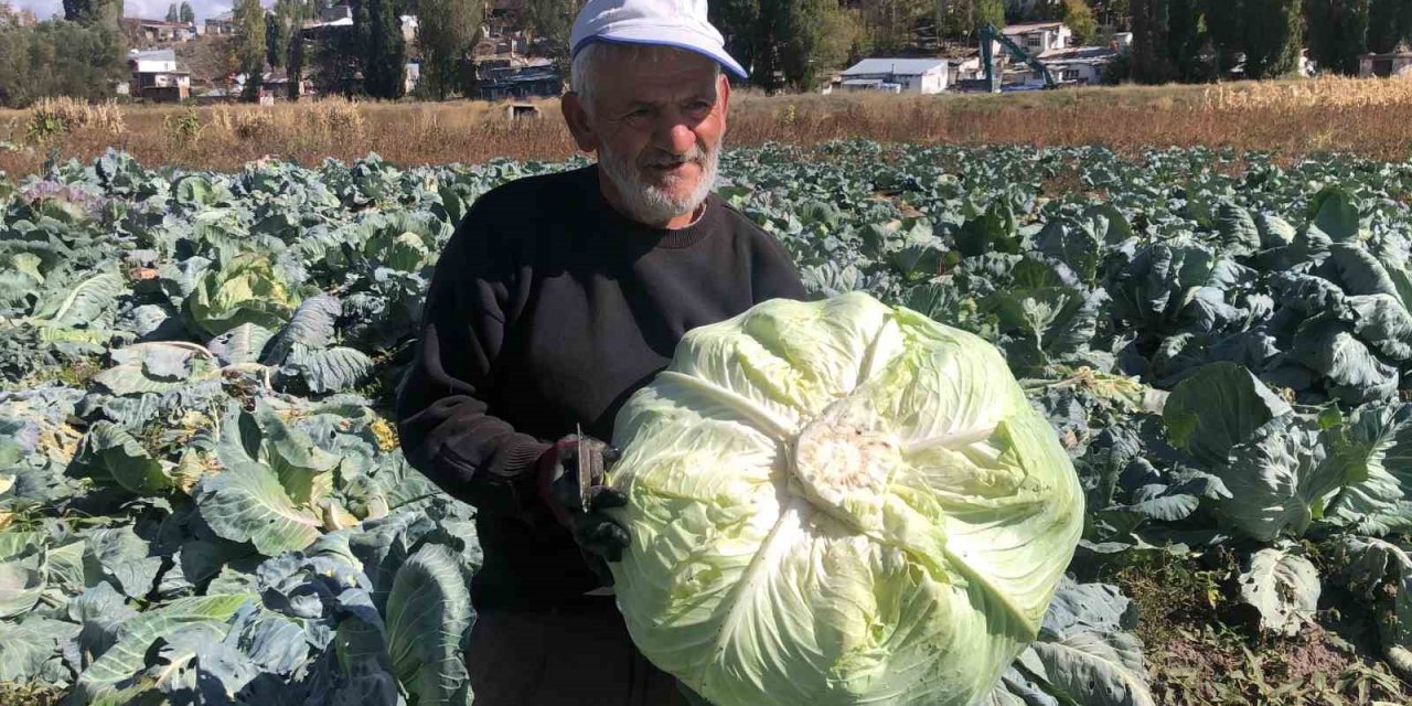 Kars’ta 50 yıldır lahana üretiyor