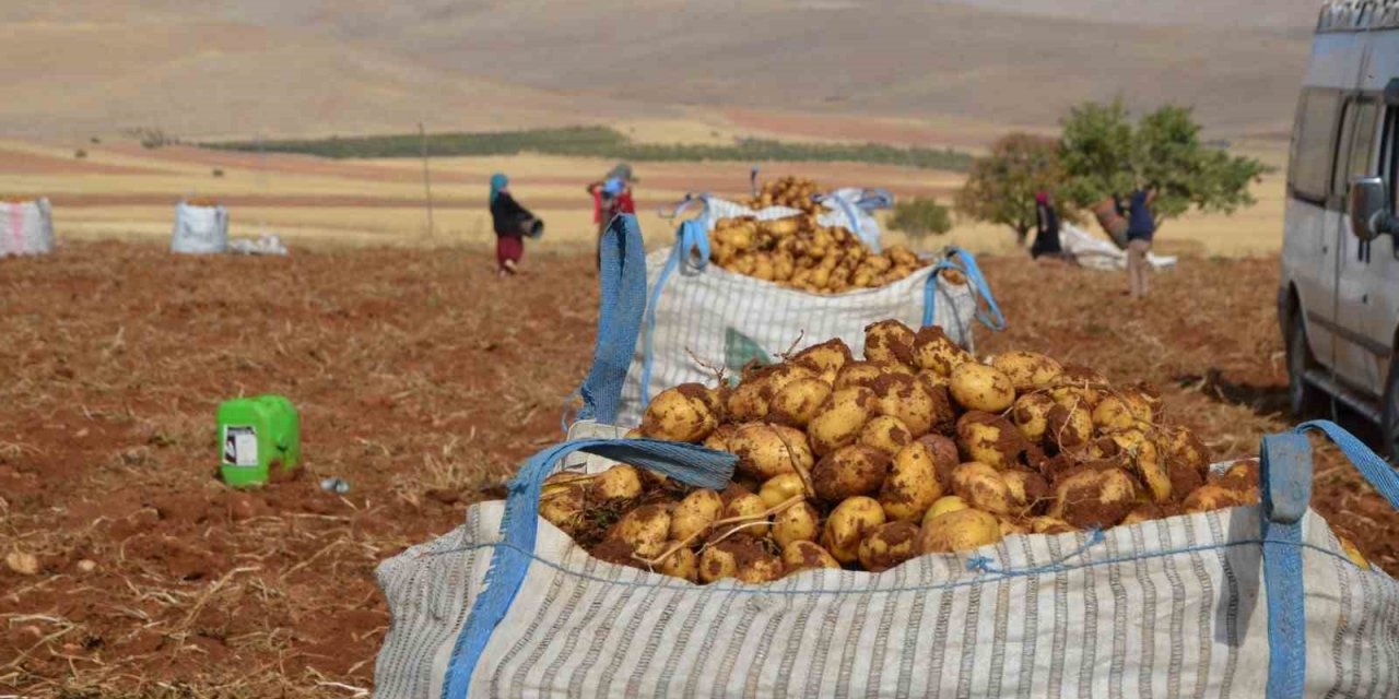 Malatya’da patates hasadı