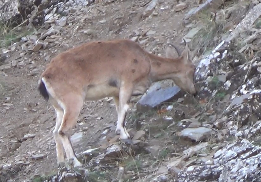 Tunceli’de, koruma altında bulunan yaban keçileri görüntülendi