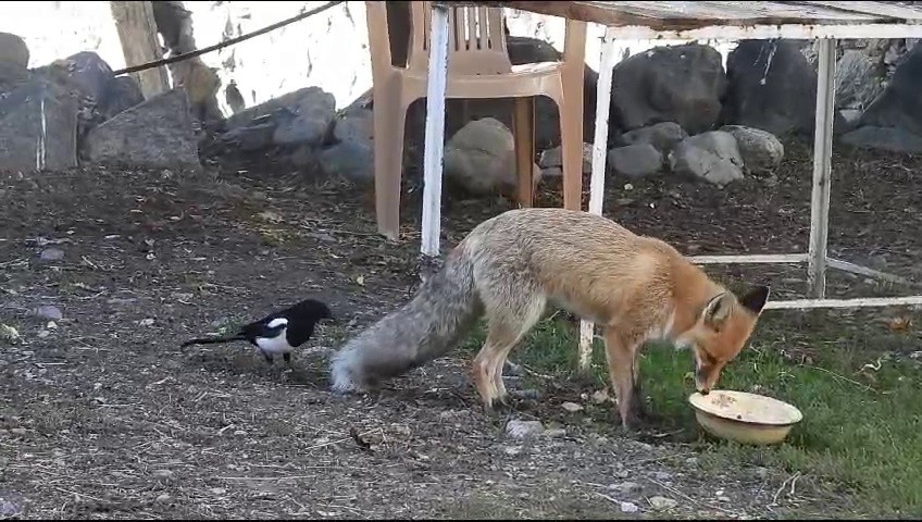 Aç kalan tilki köyün maskotu oldu