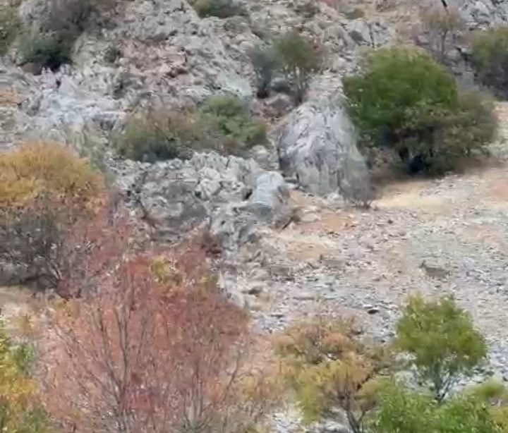 Malatya’da yaban keçileri sürü halinde görüntülendi